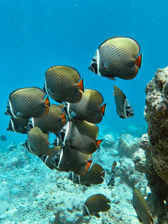 Coral Inn Thulusdhoo ภายนอก รูปภาพ